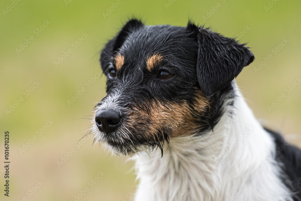 Jack Russell Terrier Hund posiert - Kopfaufnahme Jack Russell Terrier Hund posiert - Kopfaufnahme