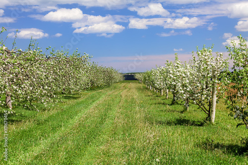Spring Orchard © V. J. Matthew