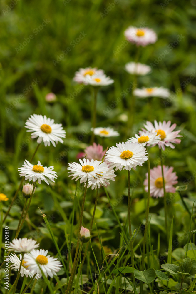 closeup of common daisies in bloom