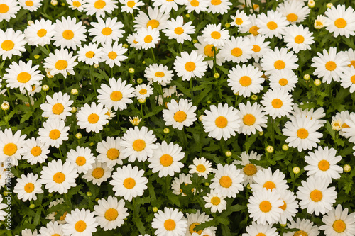 oxeye daisies background photo