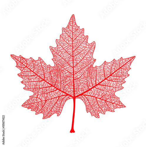 Realistic red maple leaf isolated on white background. Vector eps10 illustration.