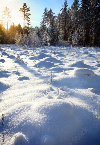 latvian winter forest