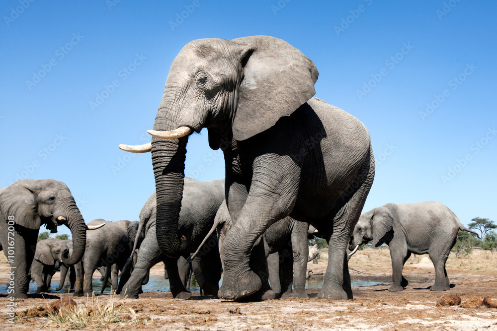 Fototapeta premium Elephant in the bushveld