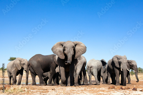 Elephant in the bushveld