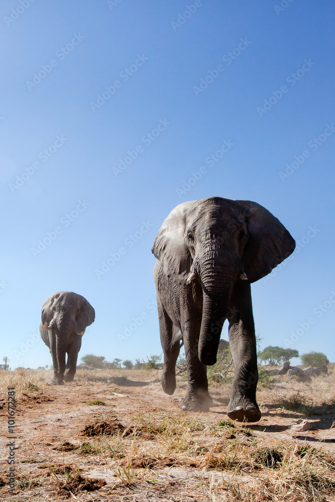 Fototapeta premium Elephants in the bush
