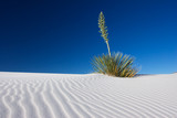 Yucca Plant at White Sands National Monument