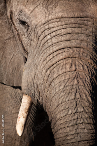 Elephant in the bushveld