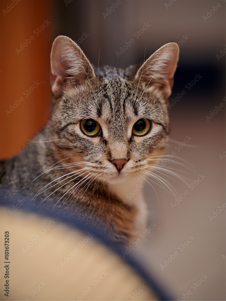 Portrait of a striped cat