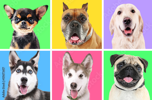 Portraits of cute dogs on colorful backgrounds