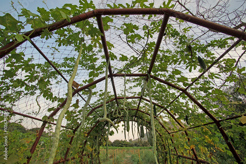 snake gourd or padwal on tree photo