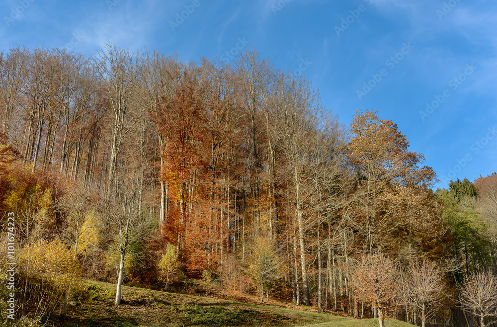 Fototapeta premium Collection of autumn forest. Autumn landscape