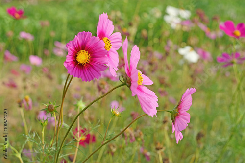 cosmos flower in the garden