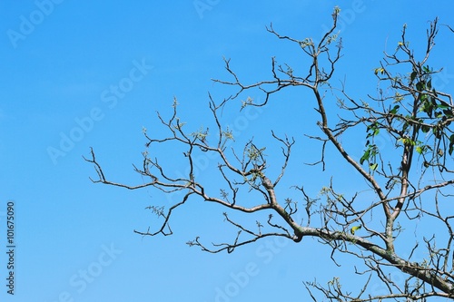 Branches of trees.