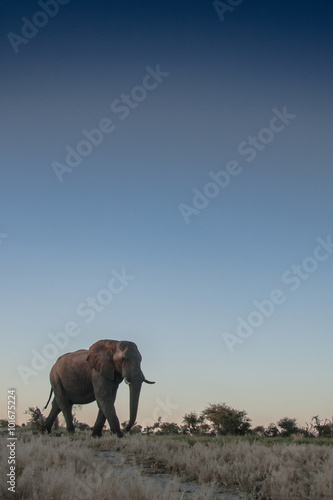 Elephants in the bush