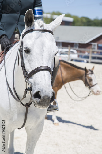 White horse with a horse rider in an equestrian horse show 