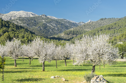blossoming almond tree