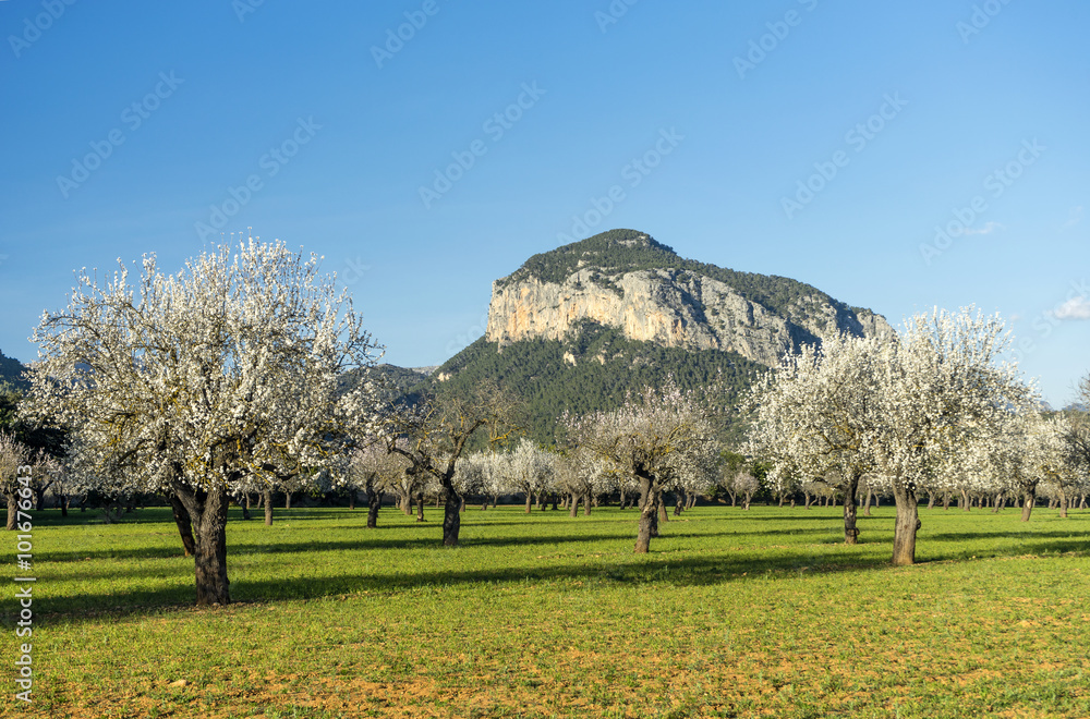 Fototapeta premium blossoming almond tree