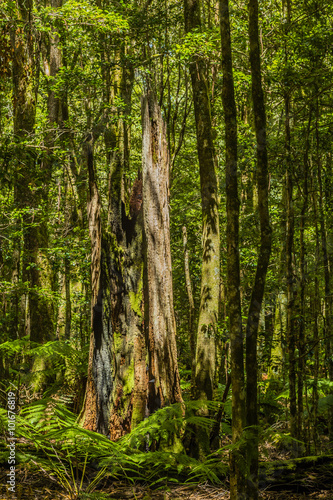 Dead tree trunk on the Honeysuckle Forest Track  Barrington Tops National Park  NSW  Australia