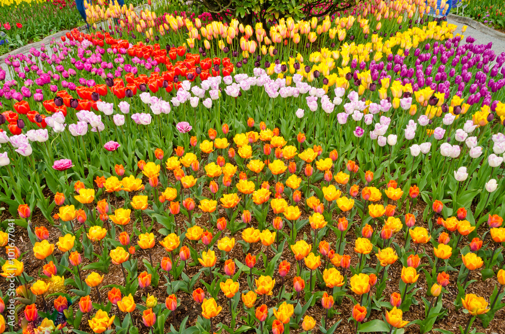 Garden of tulips at Skagit, Washington State, America.