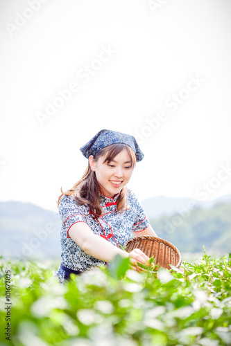 asian pretty tea-picking girl in plantation © zhu difeng