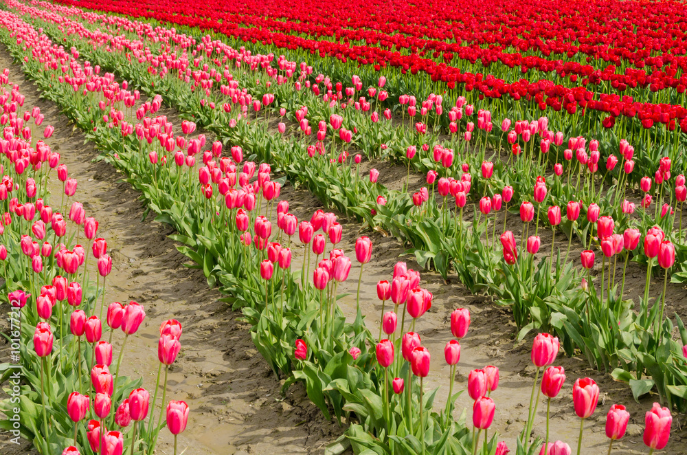 Field of tulips at Skagit, Washington State, America. Field of tulips at Skagit, Washington State, America.