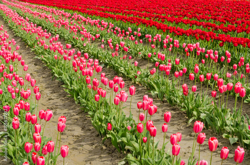 Field of tulips at Skagit, Washington State, America.