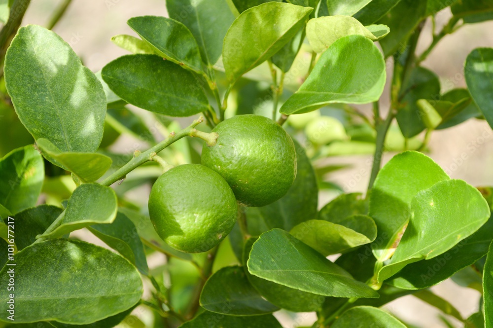 fresh lime tree in vegetable garden