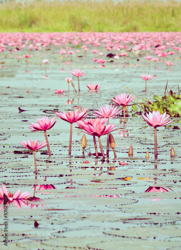 Pink Lotus Flower in Sea of Red and Pink lotus at Udonthani Thailand. Selective Focus 
