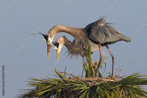 Great Blue Herons Displaying Courtship Behaviour at Their Nest