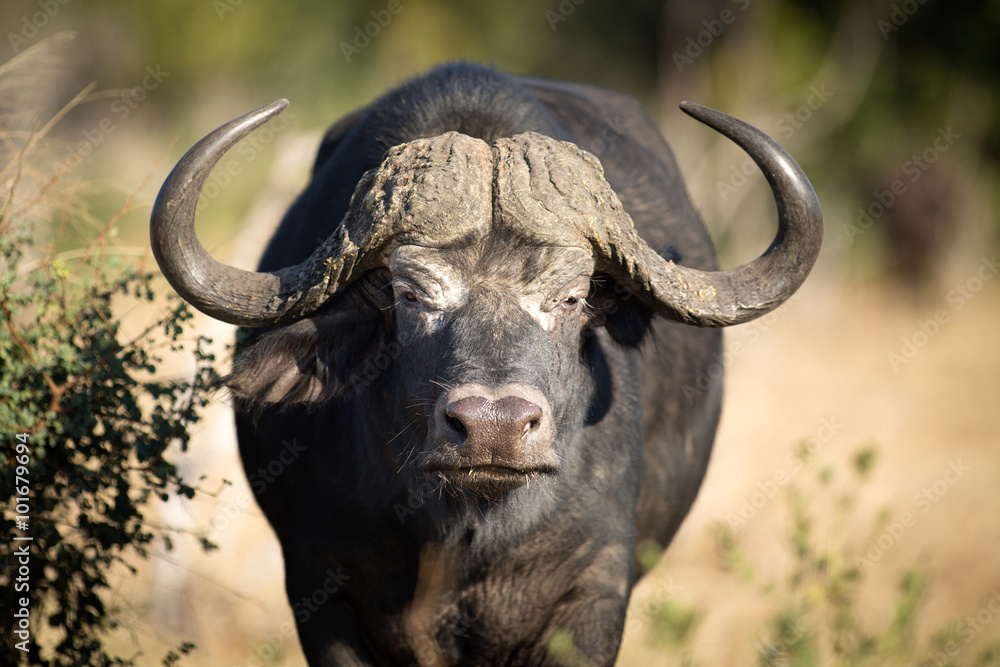 Buffalo Buffalo