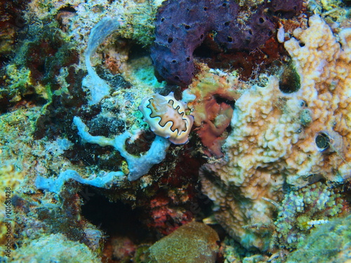 True sea slug, Island Bali