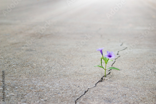 Obraz na płótnie purple flowers growing on crack street, soft focus, blank text