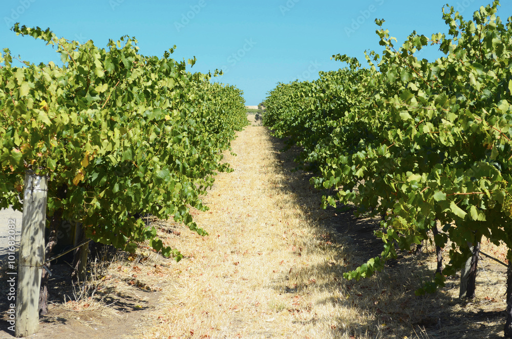 Rows of Grape Vines