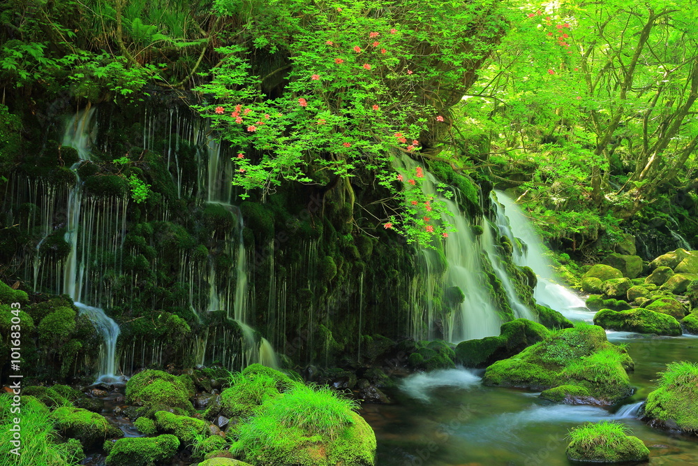 Obraz premium 秋田県 夏の元滝伏流水