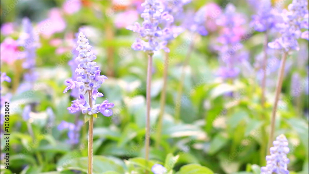 purple fresh lavenders in a garden, moving focus
purple fresh lavenders in a garden, moving focus