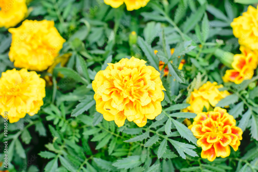 Marigold Flower Marigold Flower