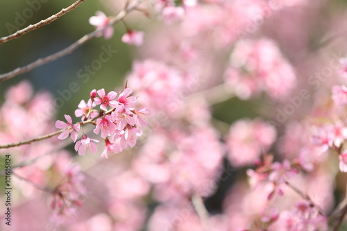 spring sakura pink flower in close up © Oran Tantapakul