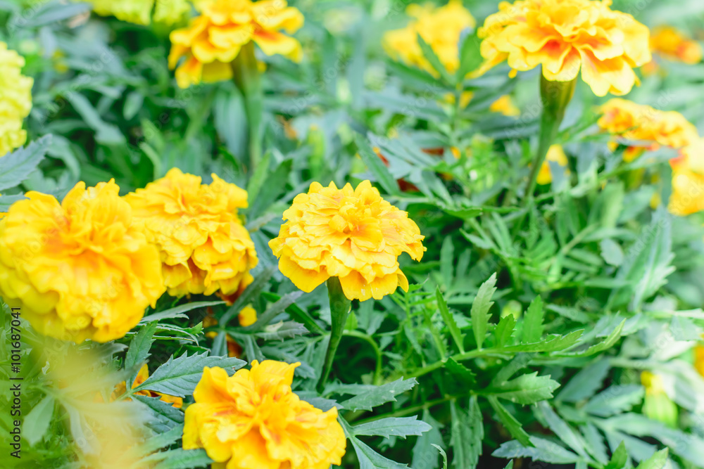 Marigold Flower Marigold Flower