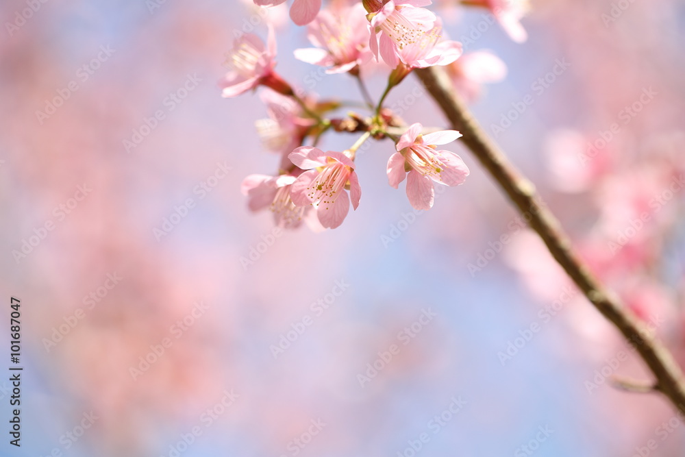 spring sakura pink flower in close up