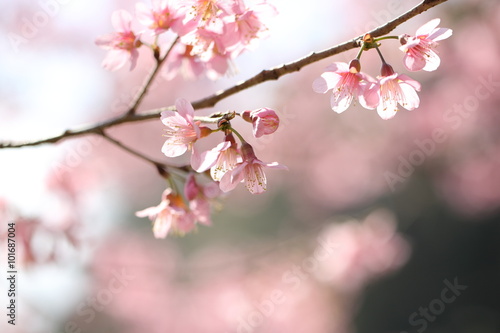 spring sakura pink flower in close up