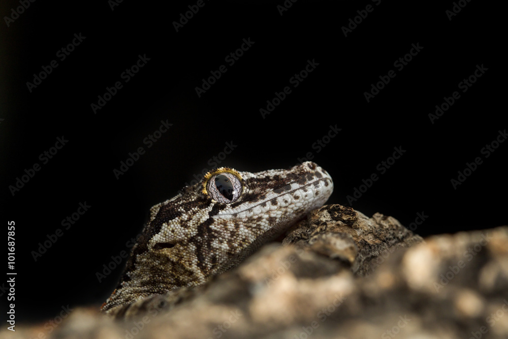 Head of a reticulated Gargoyle gecko Head of a reticulated Gargoyle gecko