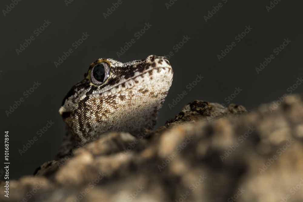 Fototapeta premium Head of a new Caledonian bumpy gecko