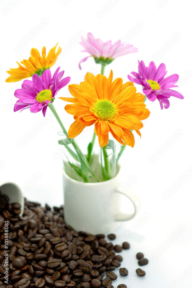 Fototapeta premium Chrysanthemum and roasted coffee beans isolated on white backgro