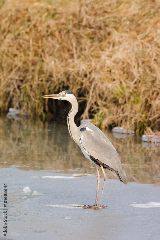 Grey Heron standing in the snow, a cold winter day Grey Heron standing in the snow, a cold winter day