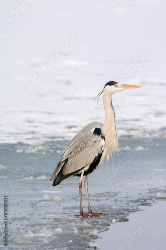 Grey Heron standing in the snow, a cold winter day © zorandim75