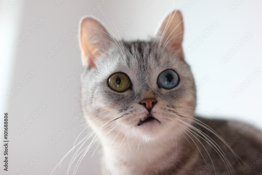 Cat with different eyes: blue and green, heterochromia Cat with different eyes: blue and green, heterochromia
