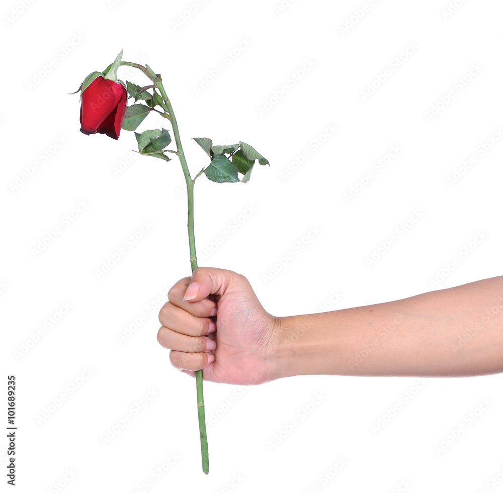 Hand holding  withered roses on a white background.