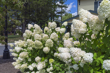 Leinwandbilder Hortensie Blühender weißer Hortensienstrauch im Garten  © Sergey Rybin