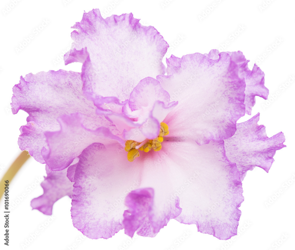 Bright violet flower