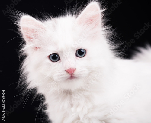 Cute fluffy kitten © 2002lubava1981